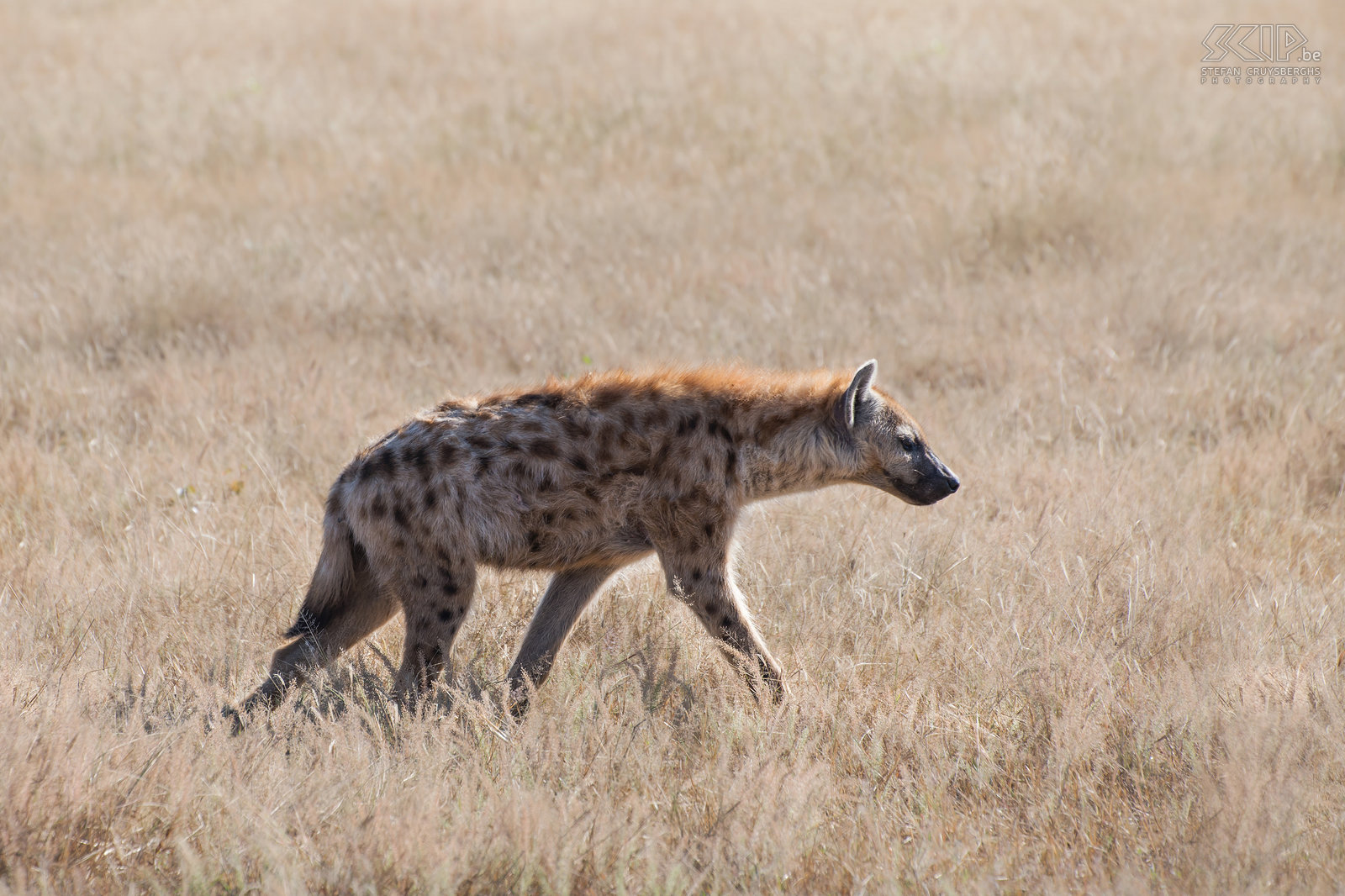 South Luangwa - Gevlekte hyena We hadden ze al ‘s nachts gezien maar ook overdag kwamen we enkele hyena’s tegen. De gevlekte hyena (Spotted hyena, Crocuta crocuta) is de grootste, agressiefste en de luidruchtigste hyenasoort. De hyena is een opportunistische carnivoor, die zelf op prooien kan jagen, maar ook vaak probeert om een stukje te bemachtigen van de vangst van een luipaard of leeuwen. Stefan Cruysberghs